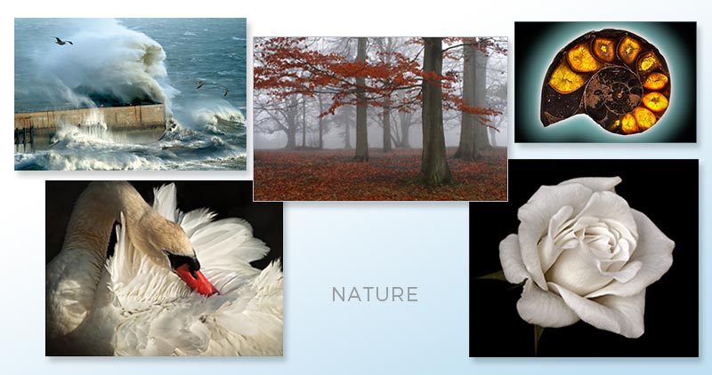 Landscapes, Plants, Wildlife and Macro